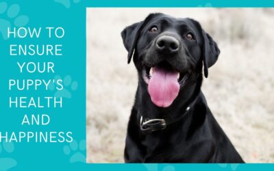 How to Ensure Your Puppy’s Health and Happiness