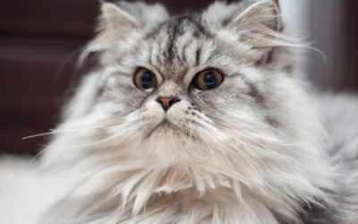 Cat Urinary Issues: When the Litter Box Sends a Warning