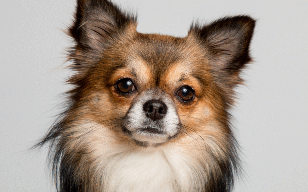 A Guide to Fire Safety for Pet Owners