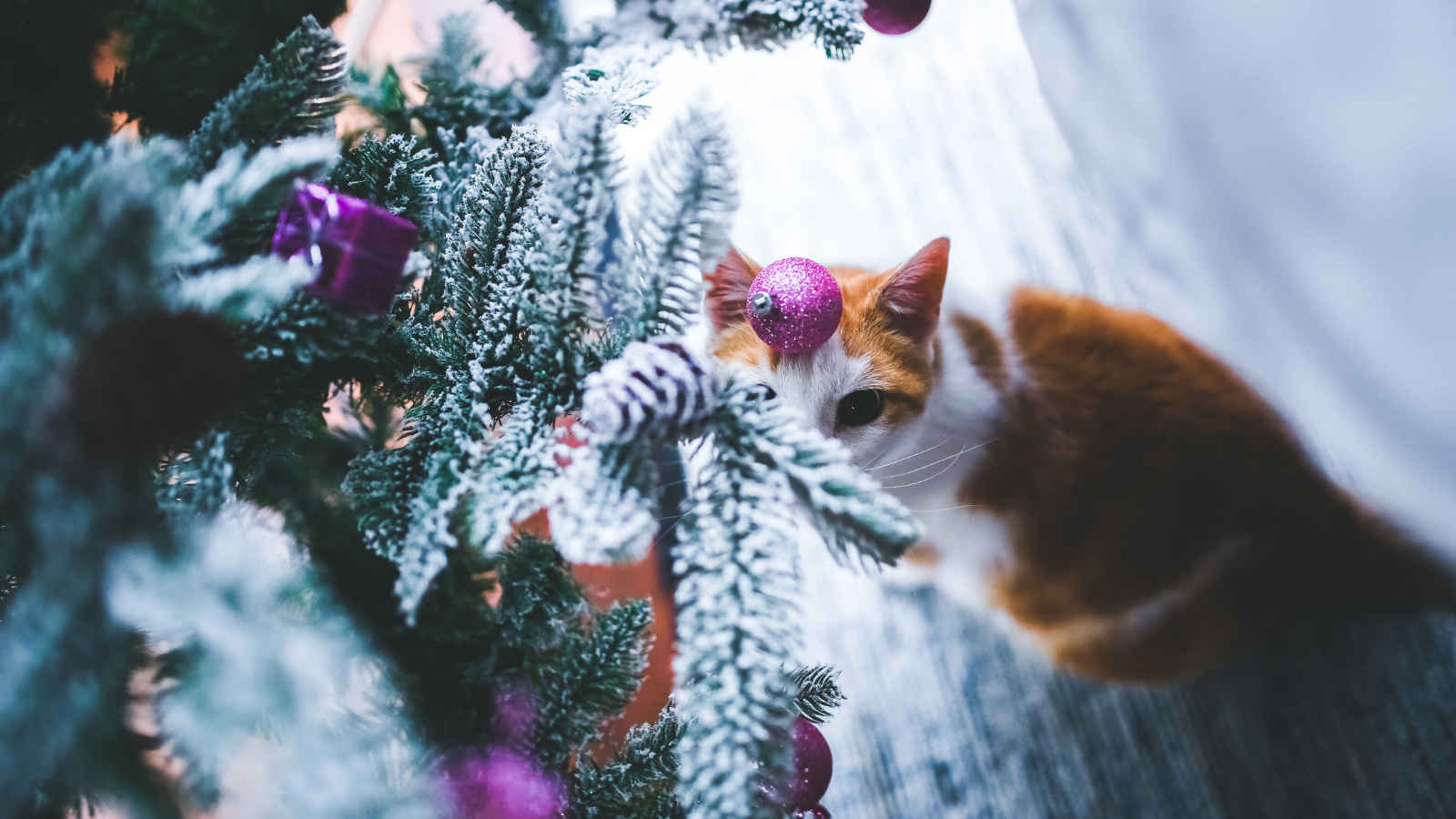 ro – 2025-12-01T163255.042