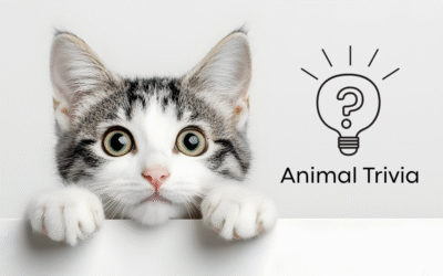Vet Near Me Quiz – Are You Smarter Than a 5th Grader? Pet Edition | Dr. Fitz’s Bayside Animal Clinic
