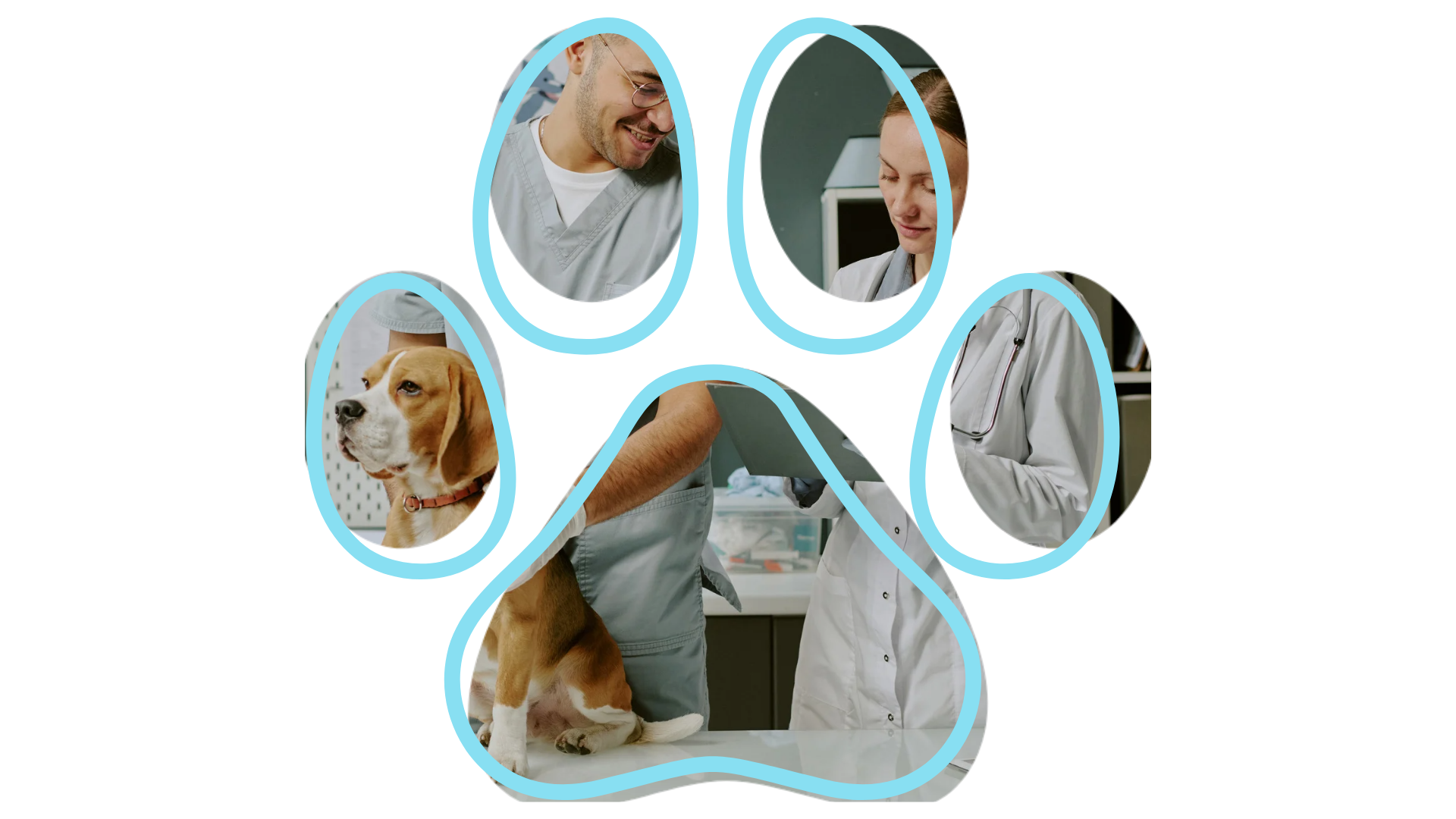 Veterinarian checking a dog heart at Dr. Fitz's Bayside Animal Clinic, trusted Vet near me for preventive care