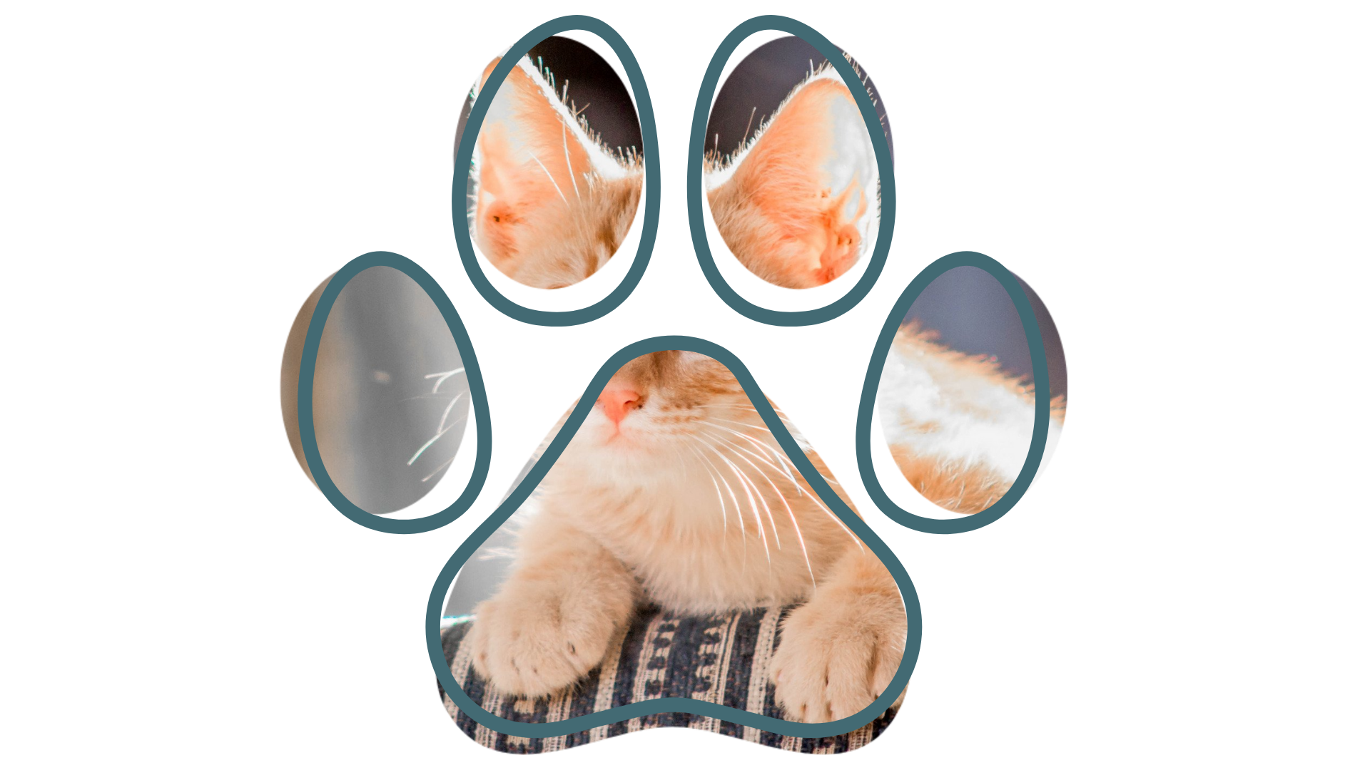 Dental evaluation for a cat at Dr. Fitz's Bayside Animal Clinic, a reliable Vet near me for complete pet care