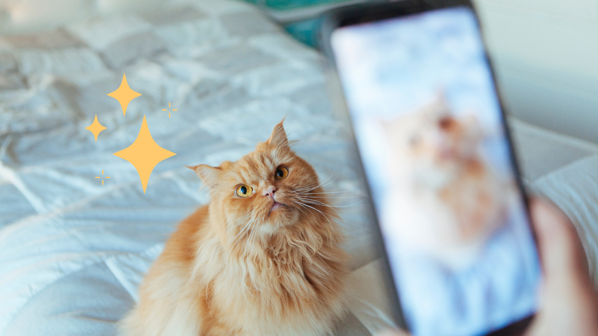 Photographing an Orange Cat in New Baltimore Taking pet photo of an orange cat sitting on a bed in New Baltimore, MI