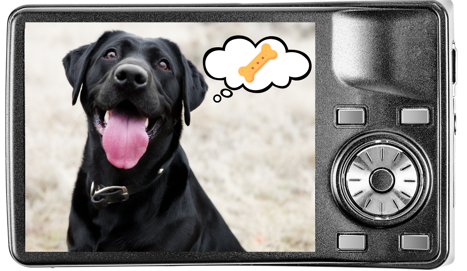 A dog thinking about treats shown through a digital camera